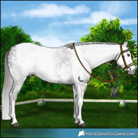 Horse Color:Gray Liver Chestnut Sabino Splash Tobiano Snowflake Varnish
