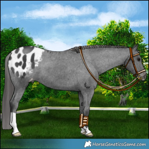 Horse Color:Black Appaloosa 