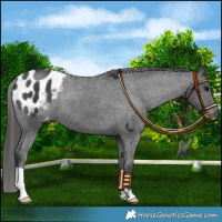 Horse Color:Black Blanket 