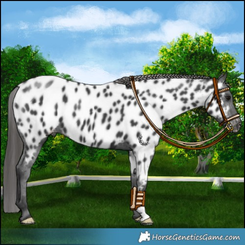 Horse Color:Black Appaloosa 