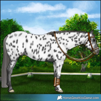 Horse Color:Black Near Leopard