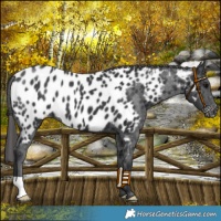 Horse Color:Black Near Leopard 