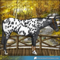 Horse Color:Black Near Leopard 