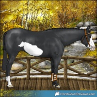 Horse Color:Black Frame