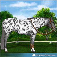 Horse Color:Black Near Leopard 