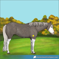 Horse Color:Silver Black Splash 