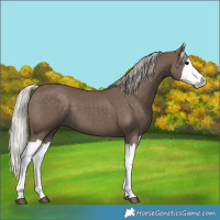 Horse Color:Silver Black Splash 