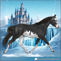 Horse Color:Gray White Spotted Liver Chestnut 