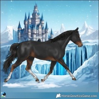 Horse Color:Gray White Spotted Liver Chestnut