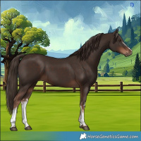 Horse Color:White Spotted Liver Chestnut 