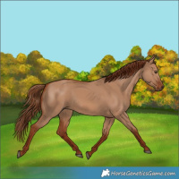 Horse Color:Red Dun 