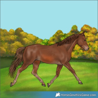 Horse Color:Chestnut 
