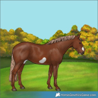 Horse Color:Chestnut Frame