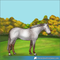 Horse Color:Gray Red Roan 