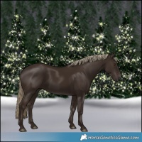 Horse Color:Liver Chestnut 