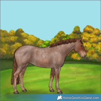 Horse Color:Red Roan 