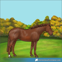 Horse Color:Chestnut 
