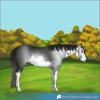 Horse Color:Gray White Spotted Brown 