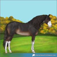 Horse Color:White Spotted Liver Chestnut 