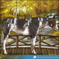 Horse Color:White Spotted Liver Chestnut Mushroom 