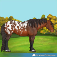 Horse Color:Bay Appaloosa 