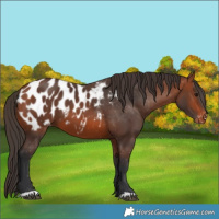 Horse Color:Bay Appaloosa 