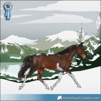 Horse Color:Liver Chestnut Tobiano