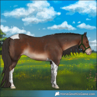 Horse Color:Liver Chestnut Tobiano Appaloosa