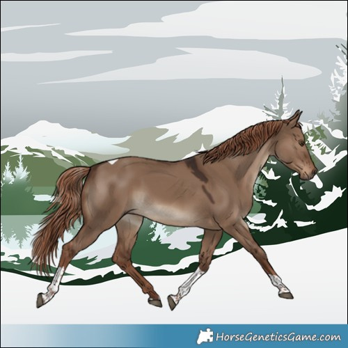 Horse Color:Liver Red Dun Tobiano Rabicano