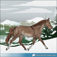 Horse Color:Liver Red Dun Tobiano Rabicano 