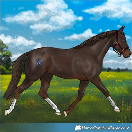 Horse Color:Liver Chestnut 