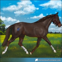 Horse Color:Liver Chestnut 