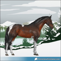 Horse Color:Brown Tobiano 