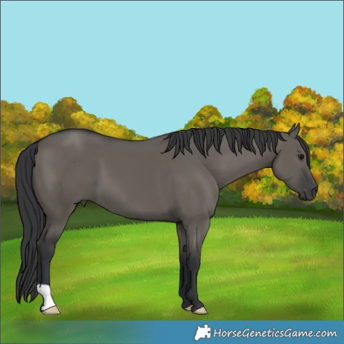 Horse Color:Grullo 