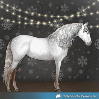 Horse Color:Gray White Spotted Liver Chestnut 