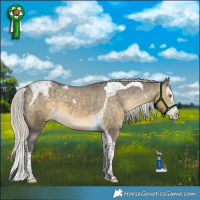 Horse Color:Silver Buckskin Dun Splash Tobiano Varnish 
