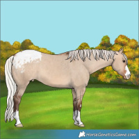 Horse Color:Silver Brown Dun Blanket 