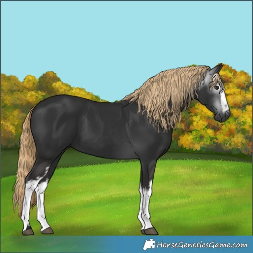 Horse Color:Gray White Spotted Liver Chestnut 