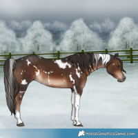 Horse Color:White Spotted Liver Chestnut Tobiano 