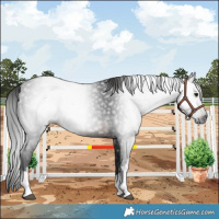 Horse Color:Gray White Spotted Brown 