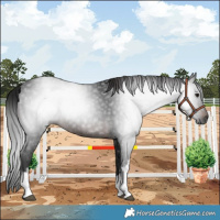 Horse Color:Gray White Spotted Brown 