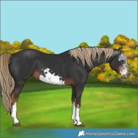 Horse Color:Gray White Spotted Liver Chestnut 