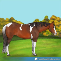 Horse Color:Bay Splash Tobiano 