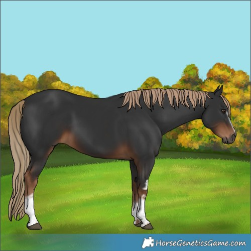 Horse Color:Gray White Spotted Liver Chestnut 