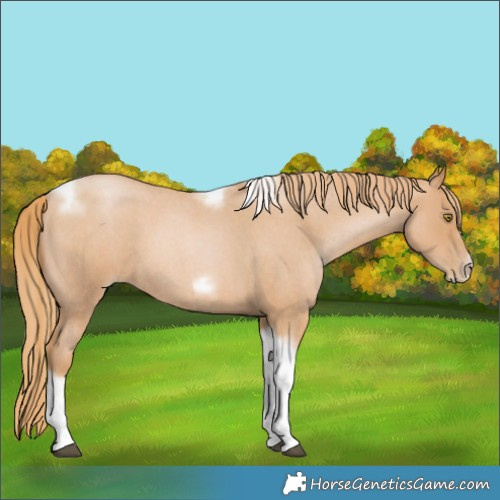 Horse Color:Red Roan Pearl Tobiano Frame 