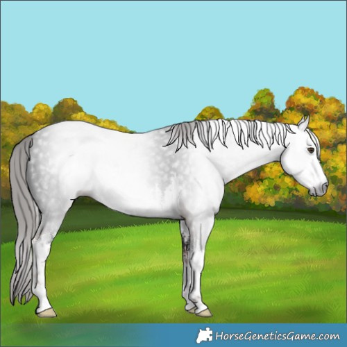 Horse Color:Gray White Spotted Liver Chestnut 