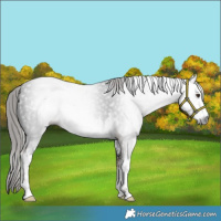 Horse Color:Gray White Spotted Liver Chestnut 
