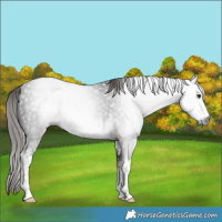Horse Color:Gray White Spotted Liver Chestnut 