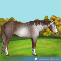 Horse Color:Gray Chestnut 