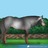 Horse Color:Gray White Spotted Liver Chestnut 